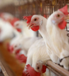 שפעת העופות: נגיף חדש-ישן התגלה בצפון הארץ-תמונה